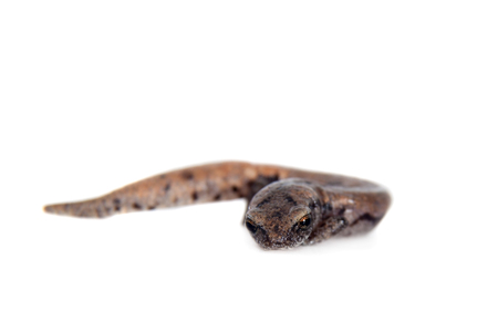 Hartwegs Climbing Salamander, Bolitoglossa hartwegi, isolated on white backgroundの写真素材