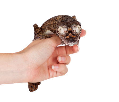 Giant leaf tailed gecko, Uroplatus giganteus, isolated on white backgroundの写真素材