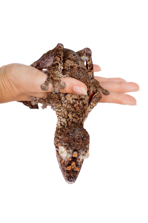 Giant leaf tailed gecko, Uroplatus giganteus, isolated on white backgroundの写真素材