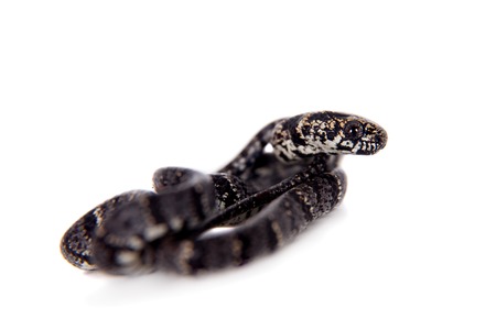 Clouded snake, Sibon nebulatus, isolated on white background
