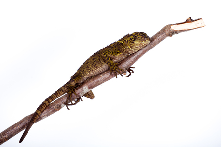 The blue-spotted wood lizard, Enyalioides praestabilis, isolated on white backgroundの写真素材