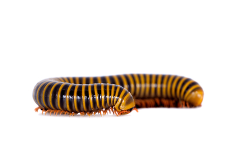 Mexican millipede isolated on white background