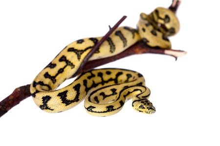 Jungle Jaguar Carpet Python, Morelia spilota cheynei, isolated on white background