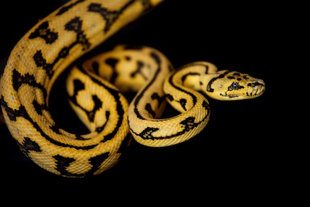 Jungle Jaguar Carpet Python, Morelia spilota cheynei, on black backgroundの写真素材