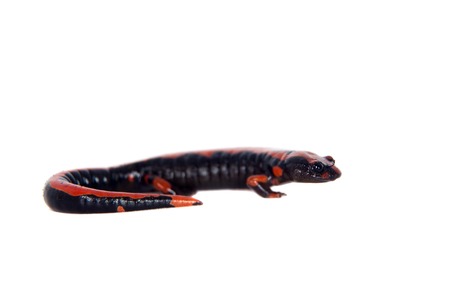 Lincolns Climbing Salamander, Bolitoglossa lincolni, isolated on white backgroundの写真素材