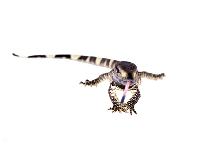 Newborn Black Throat Monitor Lizard, Varanus albigularis, isolated on white backgroundの写真素材