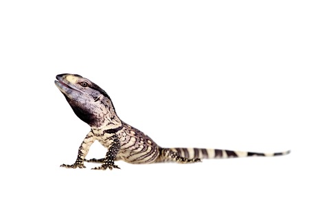 Newborn Black Throat Monitor Lizard, Varanus albigularis, isolated on white backgroundの写真素材