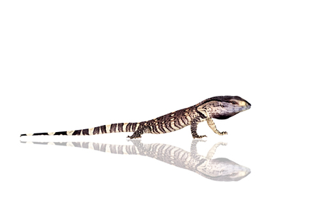 Newborn Black Throat Monitor Lizard, Varanus albigularis, isolated on white backgroundの写真素材