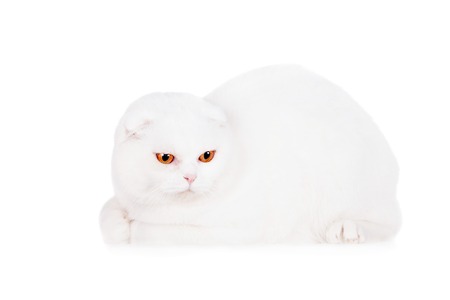 Scottish Fold cat isolated on white backgroundの写真素材