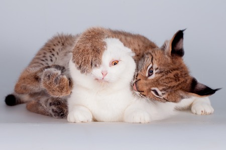 Eurasian Lynx cub playing with scottish fold cat on whiteの写真素材