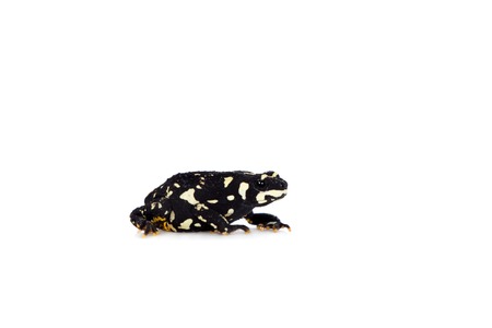 Klappenbachs red-bellied frog, Melanophryniscus klappenbachi, isolated on white backgroundの写真素材