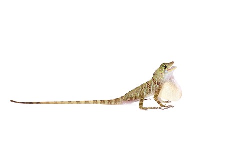 Dactyloa latifrons lizard isolated on white backgroundの写真素材