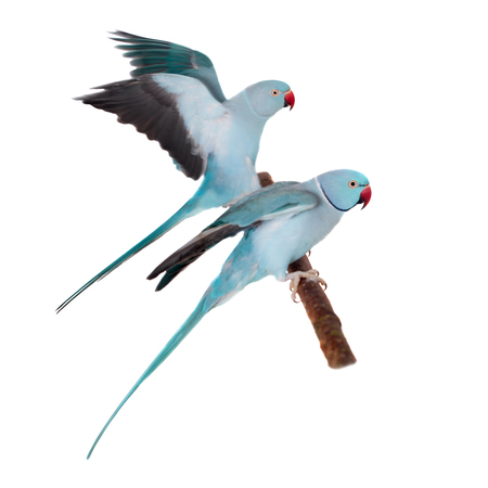 The rose-ringed or ring-necked parakeets on white