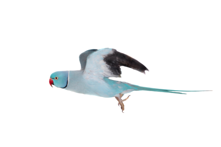 The rose-ringed or ring-necked parakeet on white