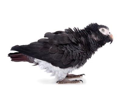 African Grey Parrot isolated on whiteの写真素材