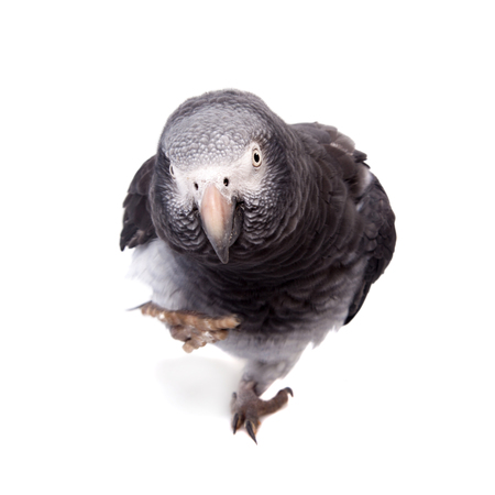 African Grey Parrot isolated on whiteの写真素材