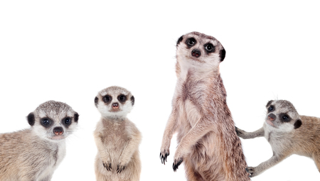 The meerkats on whiteの写真素材