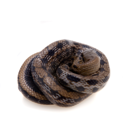 Beauty Rat Snake, Orthriophis taeniurus, on white