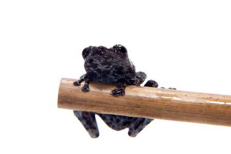 Vietnam mossy frogling, Theloderma vienamense, on whiteの写真素材