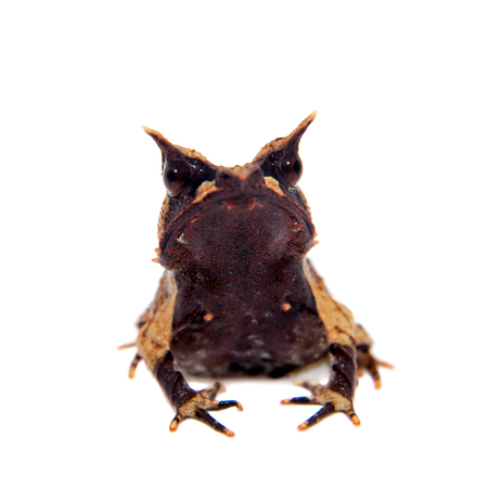 The long-nosed horned frog on whiteの写真素材