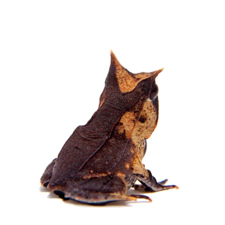 The long-nosed horned frog on whiteの写真素材