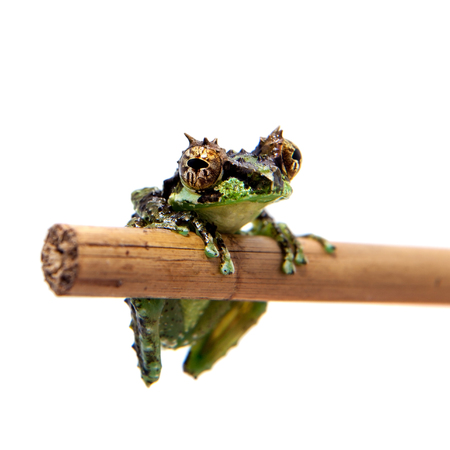 The tiny bubble-nest frog, Gracixalus supercornutus, on whiteの写真素材