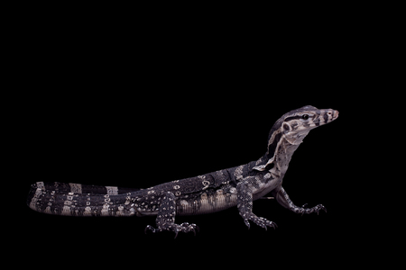 Timor Monitor Lizard, Varanus timorensis, on blackの写真素材