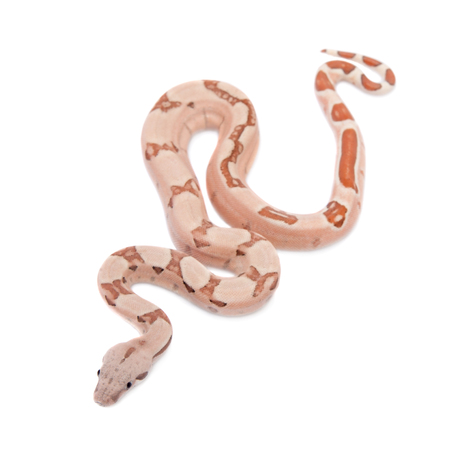 The common boa on white background