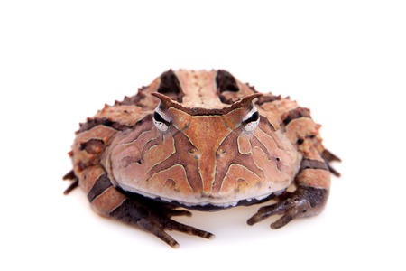 The Surinam horned frog isolated on white