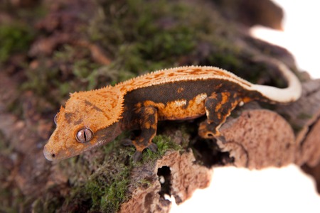 New Caledonian crested gecko on whiteの写真素材