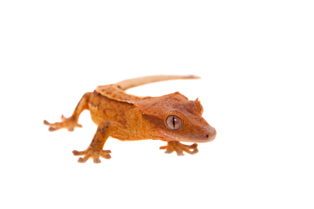 New Caledonian crested gecko on whiteの写真素材