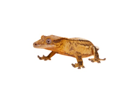 New Caledonian crested gecko on whiteの写真素材