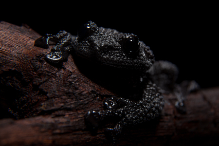 Theloderma ryabovi, rare spieces of frog on blackの写真素材