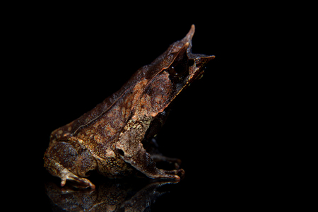 The long-nosed horned frog on blackの写真素材