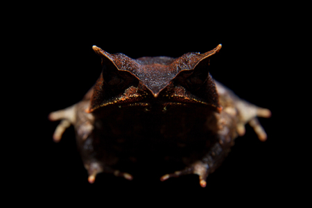 The long-nosed horned frog on blackの写真素材