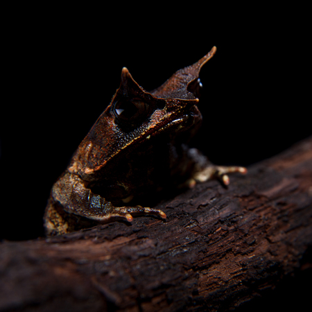 The long-nosed horned frog on blackの写真素材