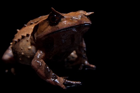Annam spadefoot toad on blackの写真素材