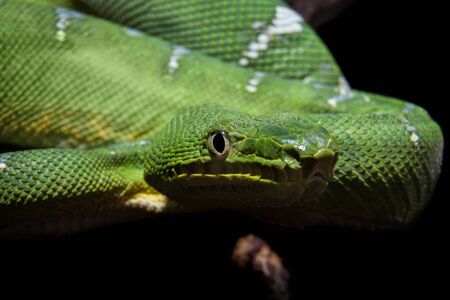 Emerald tree boa on blackの写真素材