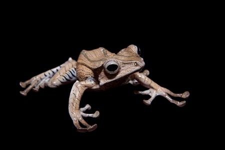 Borneo eared frog on black backgroundの写真素材