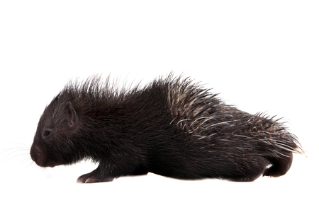 Indian crested Porcupine baby on whiteの写真素材