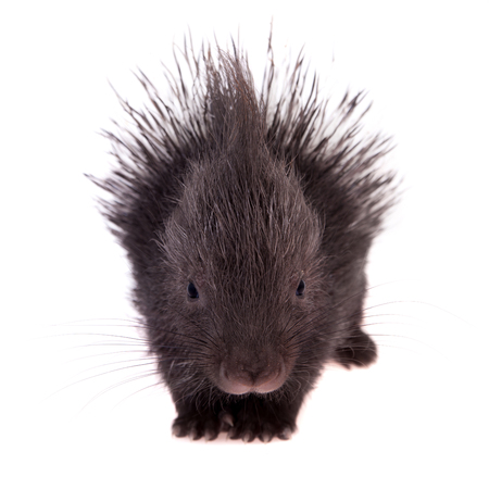 Indian crested Porcupine baby on whiteの写真素材