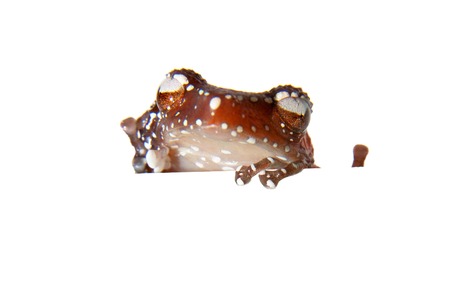 Cinnamon frog, Nictixalus pictus, on whiteの写真素材