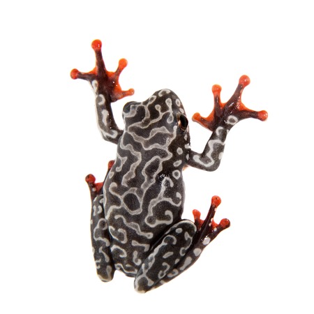 Riggenbachs reed frog, female, Hyperolius riggenbach, on whiteの写真素材