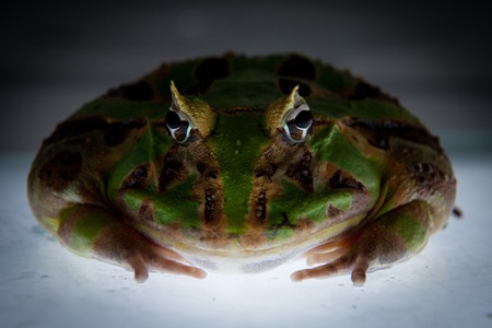 The Brazilian horned frogの写真素材