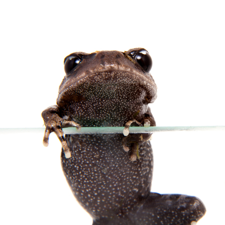 Kakhien Hills spadefoot toad on whiteの写真素材