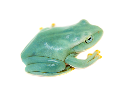 Giant Feae flying tree frog on whiteの写真素材