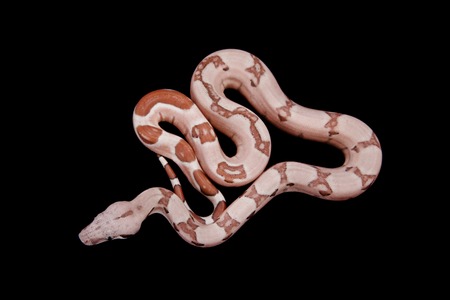 The common boa on black background