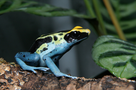 Patricia Dyeing Poison Dart Frog, Dendrobates tinctoriusの写真素材