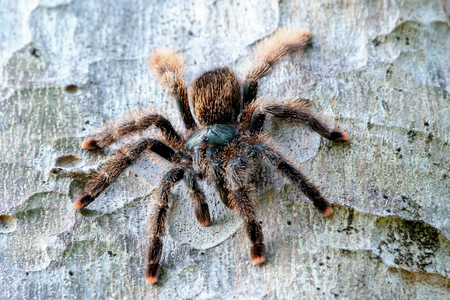 Big tropical spider