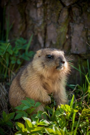The bobak marmot cub on grassの写真素材